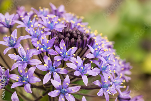 シラーベルビアナの花 Buy This Stock Photo And Explore Similar Images At Adobe Stock Adobe Stock