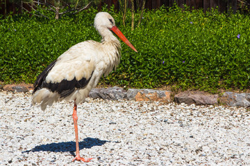 White stork in Tashkent, Japanese Garden, Uzbekistan