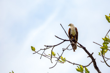 white head eagle sitting on a branch