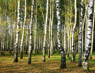  Birch forest in the golden evening sunshine
