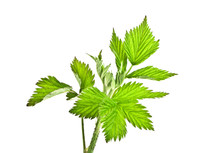 Raspberry Leaves, Isolated On A White Background