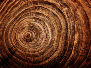 Wall Mural - stump of oak tree felled - section of the trunk with annual rings