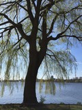Fototapeta  - un salice piangente sul lago contro il cielo blu