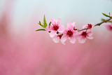peach flower