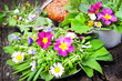 Leinwandbild Motiv Frühlingssalat, Wildkräuter, essbare Blüten