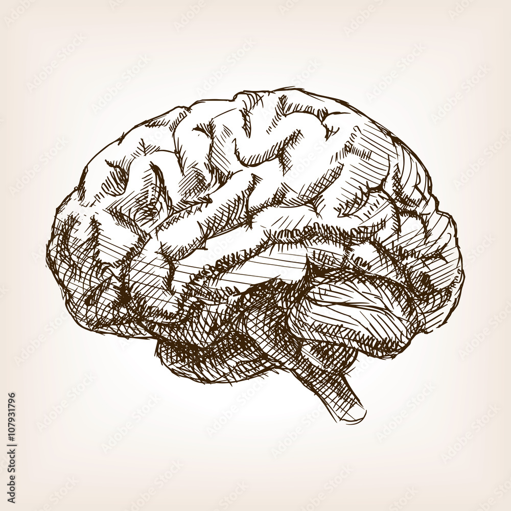 Human brain sketch style vector illustration Stock Vector | Adobe Stock