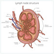 © Oleksandr Pokusai - Lymph node structure medical educational vector
