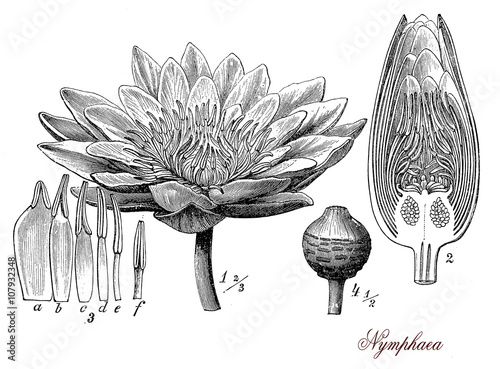 Foto Nymphaea, botanical vintage engraving, ornamental plant for ponds and lakes with