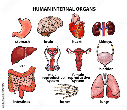 Human Body Parts Name Kidney - Kidney Failure Disease