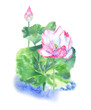 lotus flower with leaves, watercolor illustration