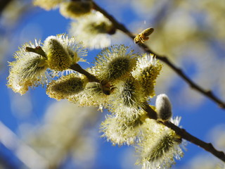 pussy willow blue sky