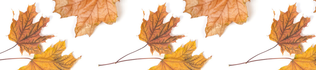 Wall Mural -  panorama header  pattern  repeat maple leaf autumn