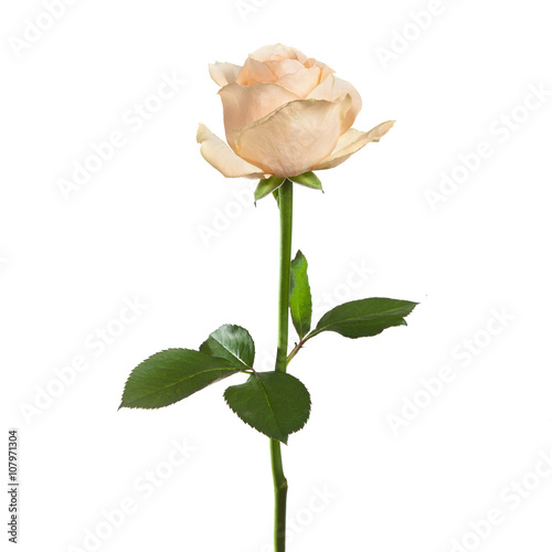 yellow rose on a stem with leaves