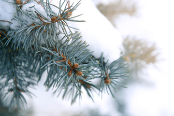 Canvas Print - Snowy fir tree branches, closeup