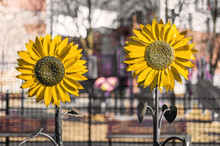 Colorful Fake Metallic Sunflowers On The Street