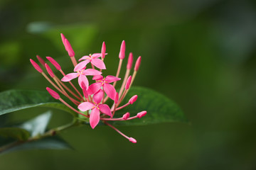 Canvas Print - Beautiful flower outdoors