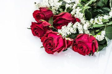 Red roses on white background