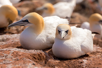 northern gannet sitting on the nest