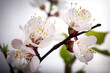 apricot flowers - spring flowers