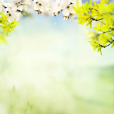 Fototapeta Tulipany - wiosenne tło