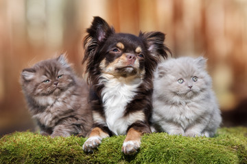 Wall Mural - adorable chihuahua dog with two fluffy kittens