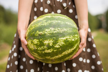 Woman in a brown dotted dress holding a big watermelon in her hands. Harvest at a farm. Outdoors. Organic watermelon. Healthy food