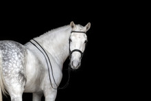 White Horse Portrait In Dressage Bridle Isolated On Black Background
