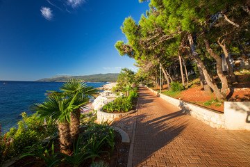 Wall Mural - Amazing rocky beach with cristalic clean sea water with pine trees n the coast of Adriatic Sea, Istria, Croatia