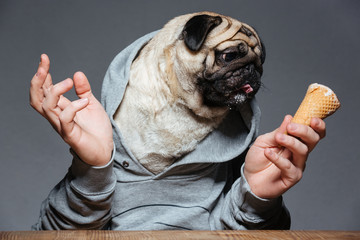 Wall Mural - Pug dog with man hands in hoodie eating ice-cream