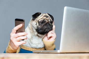 Pug dog with man hands using laptop and cell phone