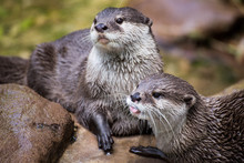 Pair Of River Otters Cuddling And Playing