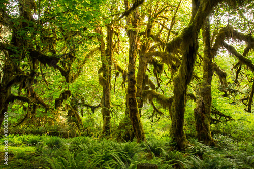 Fotografie, Obraz Olympic National Park Hoh Rainforest The Epic Hall Of Mosses