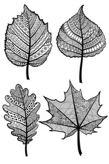 Wall Mural -  Set of four black and white leaves zentangle. Vector template.