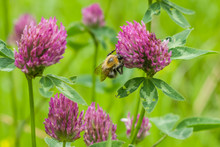 Bee At Red Clover Flower Macro