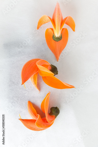 Foto Butea Monosperma or Palash flower of Southeast Asia