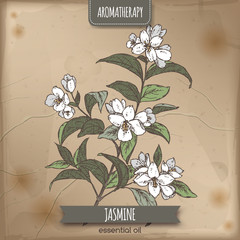 Sticker - Jasmine color sketch on vintage paper 