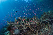 Colorful Reef Fish and Corals