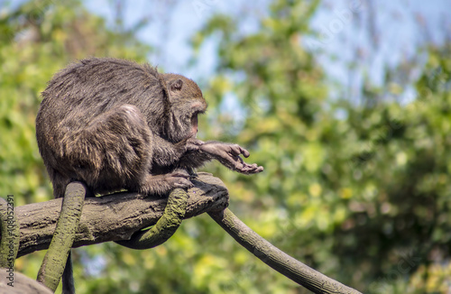 Fotografía Ein wild lebender Formosa-Makak sitzt an einer Straße in Taiwan