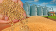 Wheat grain in a hand after good harvest of successful farmer, in a background agricultural silo