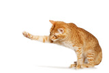 Fototapeta Koty - Ginger cat stretches out his paw