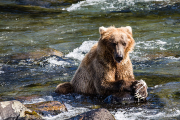 grizzly brown bear eating salmon katmai national park alaska