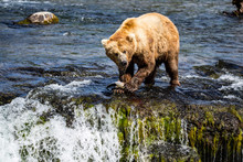 Grizzly Brown Bear Eating Salmon Katmai National Park Alaska