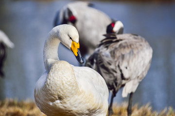 Wall Mural - whooper swan