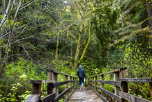 Caucasian Hiker Walking On Wooden Bridge In Forest