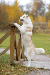 Wall Mural - Siberian husky in nature