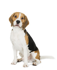 Beagle on white background