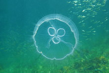 A Moon Jellyfish, Aurelia Aurita, Underwater In The Caribbean Sea