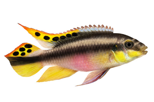 Male Pelvicachromis pulcher kribensis cichlid Aquarium fish  isolated on white