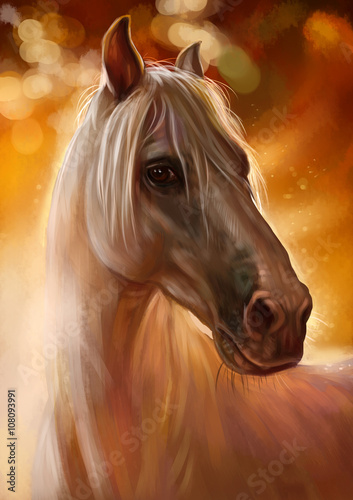 Plakat na zamówienie Piękny koń o zachodzie słońca - obraz