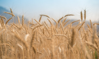  Barley rice in Chiangmai, Thailand
